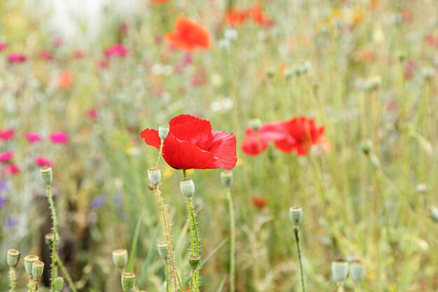 Beautiful flowers red poppies close up