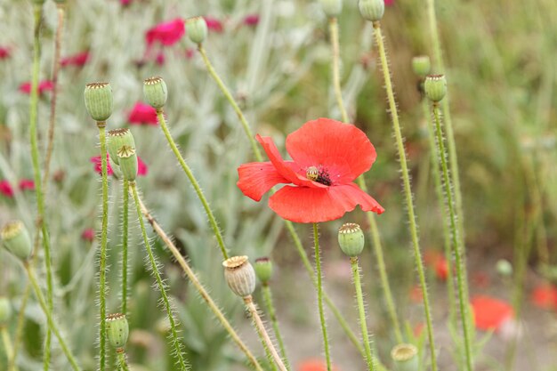 Beautiful flowers red poppies close up