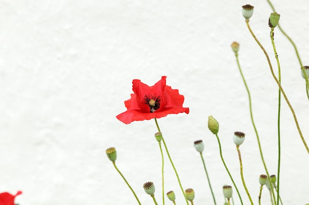 写真 美しい花の赤いケシをクローズ アップ