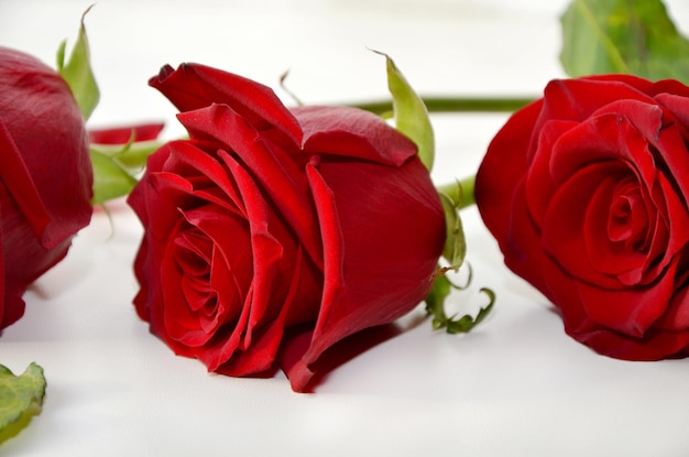Красивые цветы красные розы на белом фоне