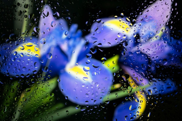 Photo beautiful flowers seen behind humidity glass