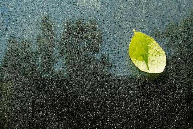 Foto bellissimi fiori visti dietro il vetro di umidità