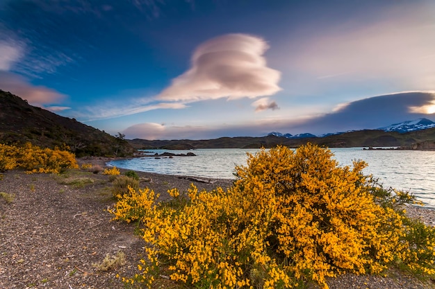 Beautiful flowers on the shore of a mountain lake National Park Torres del Paine Chile