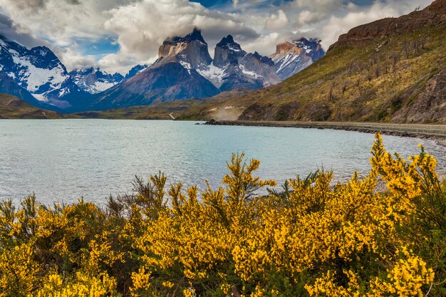 Beautiful flowers on the shore of the mountain lake National Park Torres del Paine Chile