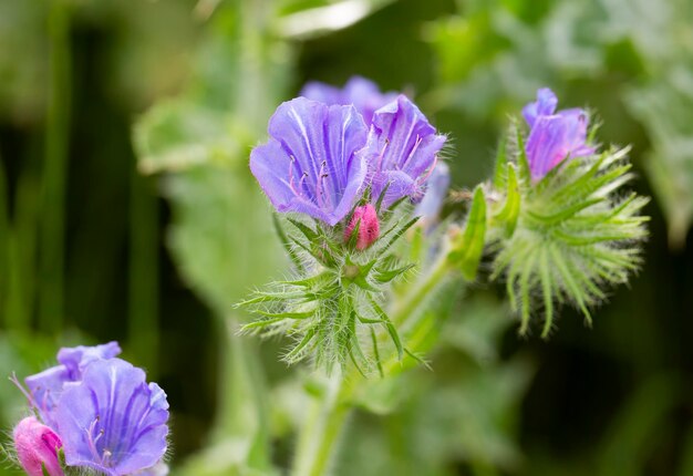 Bellissimi fiori in primavera in israele da vicino