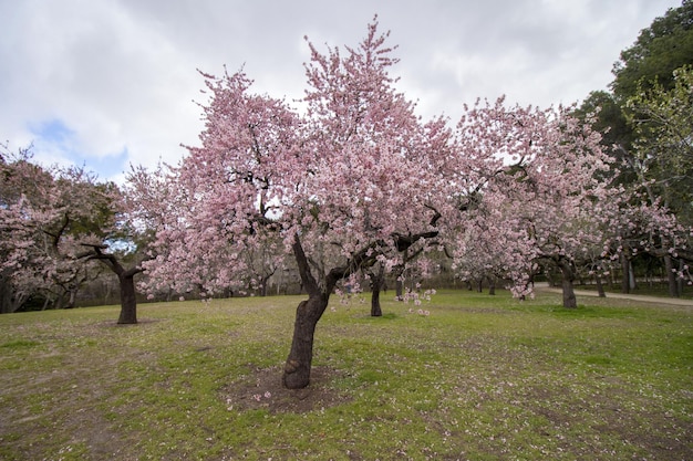 Beautiful flowers in spring season