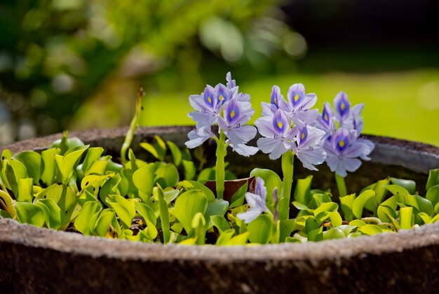 Beautiful flowers in a stone pot