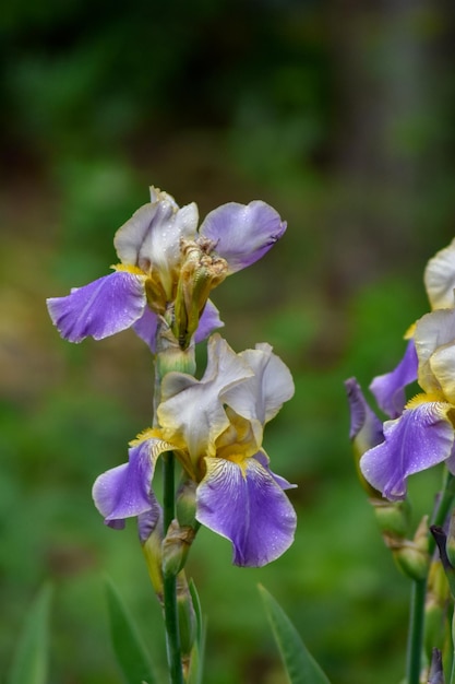 Beautiful flowers in the summer garden