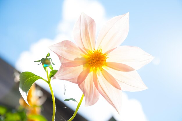 背景として夏の季節の美しい花