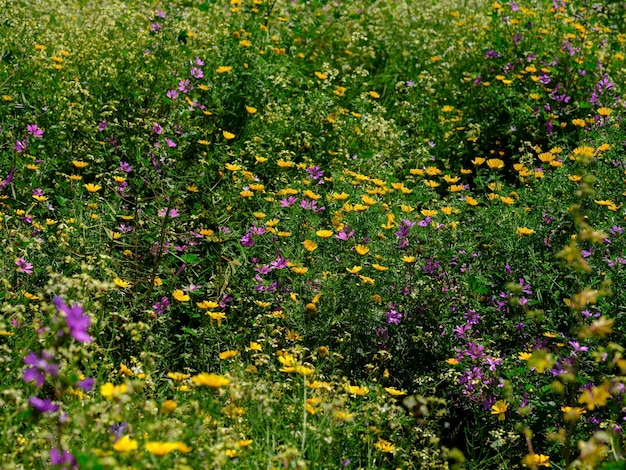 Beautiful flowers in summer