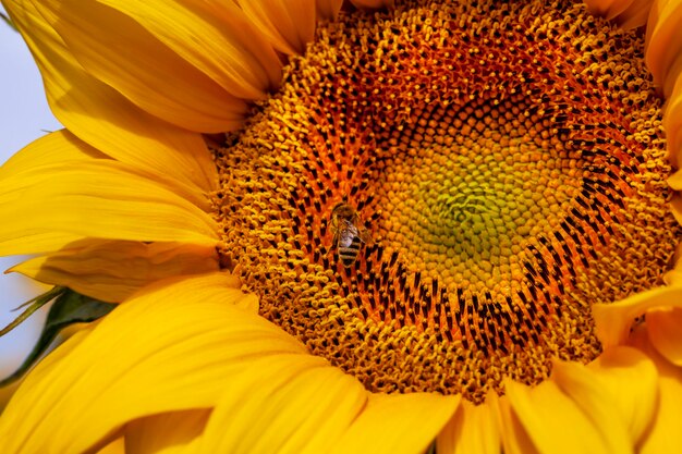 Beautiful flowers sunflowers flowering time and insect pollination large flowers yellow sunflowers with lots of petals