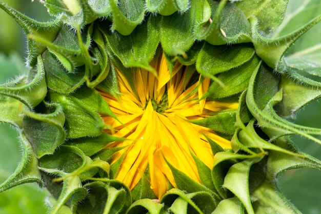 Beautiful flowers sunflowers flowering time and insect pollination