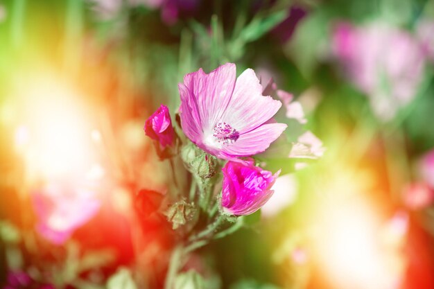 Beautiful flowers on sunny magic background toned