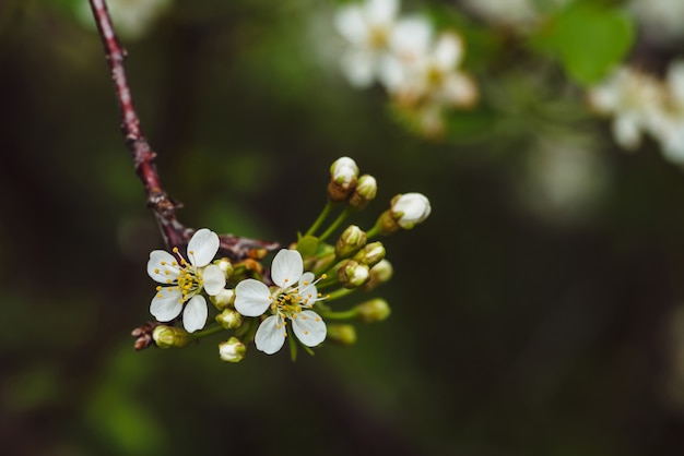 ツリーセラサスのクローズアップの美しい花。 Copyspaceとマクロで枝の春の花のロマンチック。黄色い乳棒と雄しべを持つ小さな白い花。春の咲く植物。