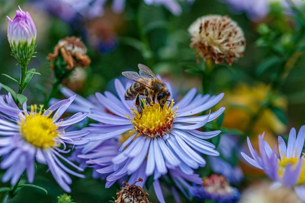 Beautiful flowers on which a wasp sits