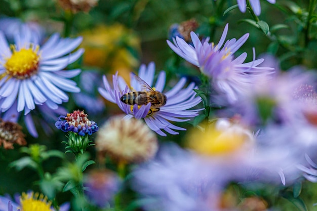 Beautiful flowers on which a wasp sits