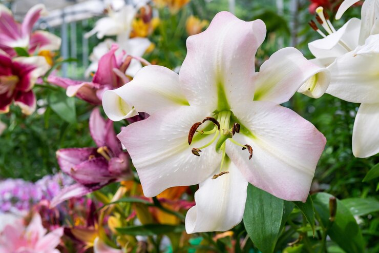 Photo beautiful flowers white lilies. floral natural summer background.