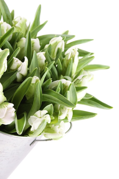 Beautiful flowers white tulips in a metal bucket.