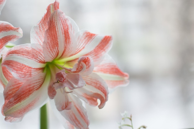 Beautiful flowers on the windowsill in the room