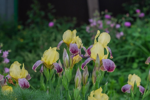 Beautiful flowers of yellow irises are blooming