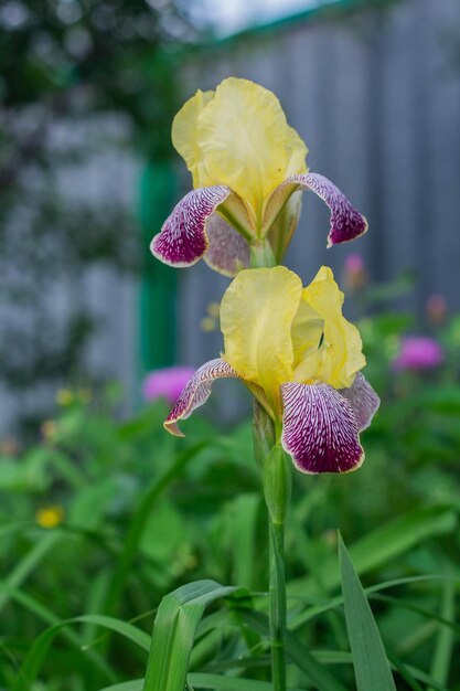 Beautiful flowers of yellow irises are blooming