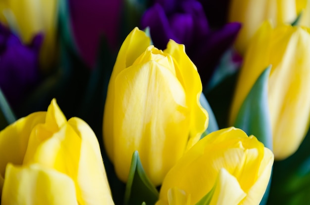 beautiful flowers yellow tulips close up