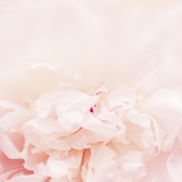 Beautiful flowery from white pink petals of peony Tender summer flower close up