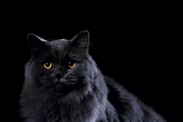 写真 黒の背景に美しいふわふわの黒猫
