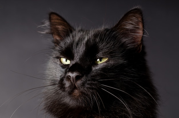 Beautiful fluffy black cat with yellow eyes