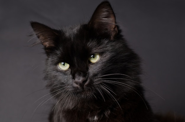 Красивый пушистый черный кот с желтыми глазами