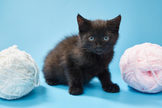 青色の背景に美しいふわふわの黒い子猫