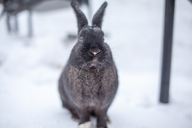 Photo beautiful, fluffy black rabbit in winter in the park. the rabbit sits waiting for food.