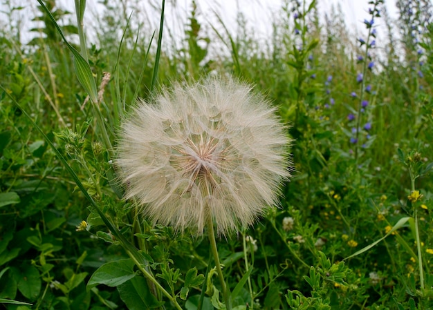 Beautiful fluffy blooming flower dandelion on colored background close up Photography consisting of fluffy blooming flower dandelion in field Fluffy blooming flower dandelion in native grassland