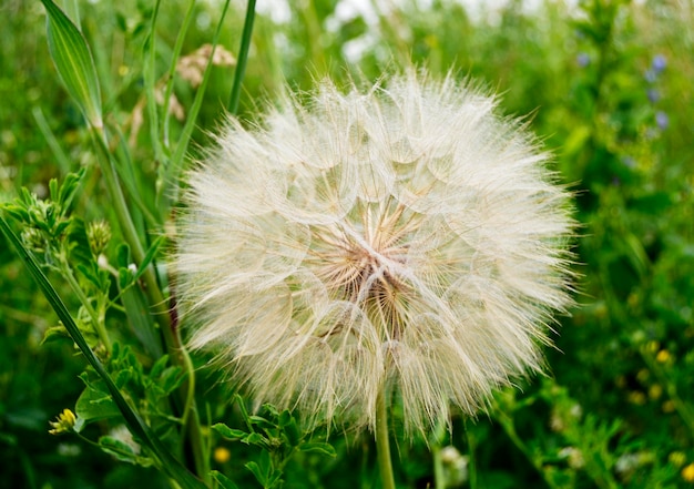 Beautiful fluffy blooming flower dandelion on colored background close up Photography consisting of fluffy blooming flower dandelion in field Fluffy blooming flower dandelion in native grassland