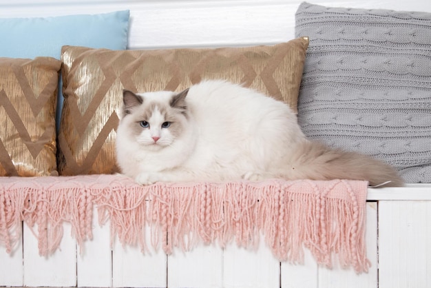 Beautiful fluffy blue - eyed ragdoll in perfect shape lies on pink knitted blanket among pillows . Blue-eyed cats. Animal care. Pet care products. Keeping animals. Breeding of animals.