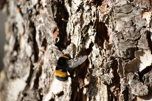 beautiful fluffy bumblebee on a tree near on the bark of trees fluffy insect