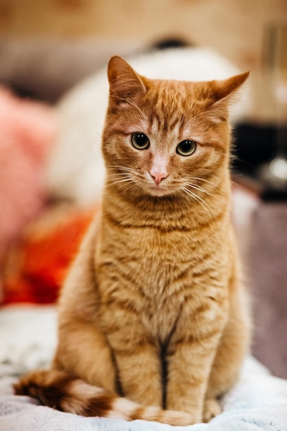 Bellissimo gatto birichino guarda la fotocamera