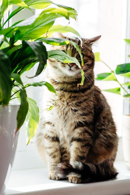 美しいふわふわの猫がカメラを見る