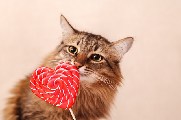 사진 아름다운 솜털 고양이는 하트 모양의 막대 사탕을 sn니다.