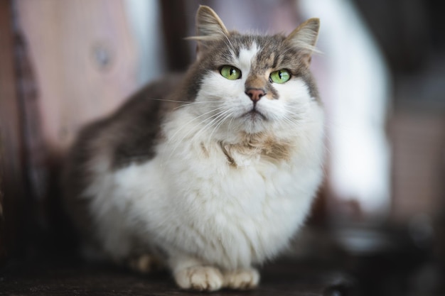 A beautiful fluffy cat with green eyes is sitting