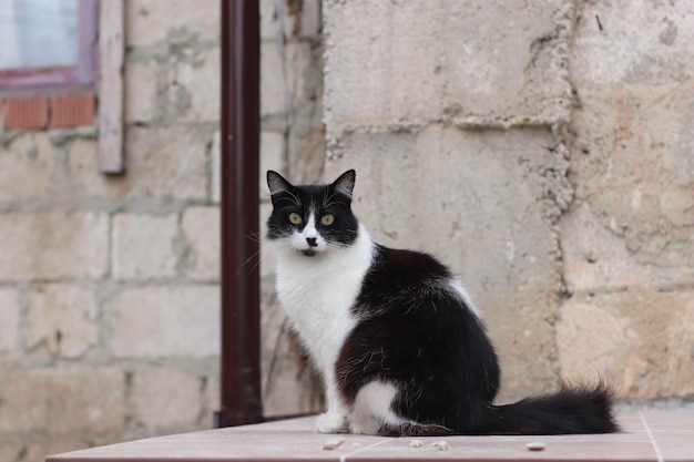 beautiful fluffy domestic cat sitting on the porch