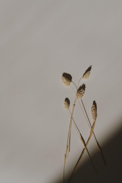 Beautiful fluffy dried rabbit tail grass on neutral white background with deep blurred sunlight shadows Aesthetic minimal floral composition