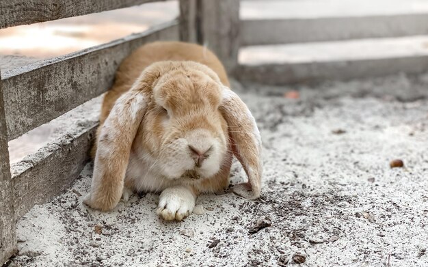 A beautiful fluffy foldeared decorative rabbit outdoors lies and sleeps