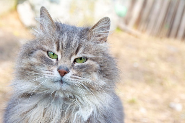 아름다운 솜털 회색 고양이. 거리에 고양이의 초상화입니다. 아름다운 고양이 눈.