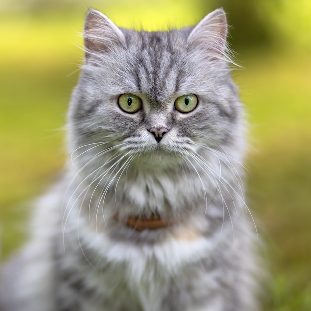 Beautiful fluffy gray cat