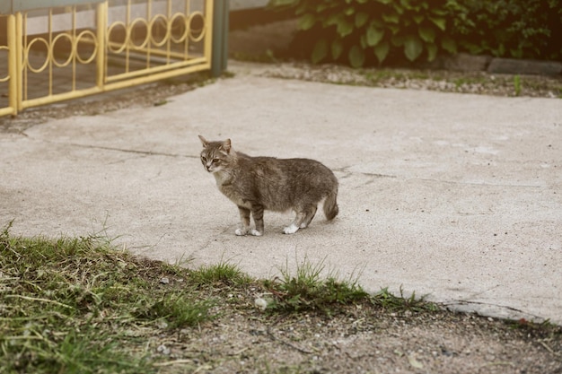 美しいふわふわの灰色の猫