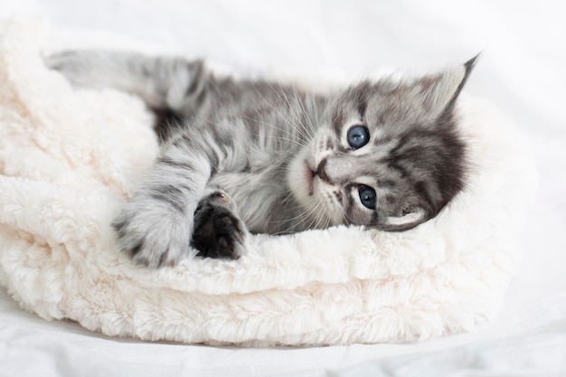 Foto bellissimi gattini maine coon grigi e soffici in una coperta su sfondo chiaro animali domestici carini