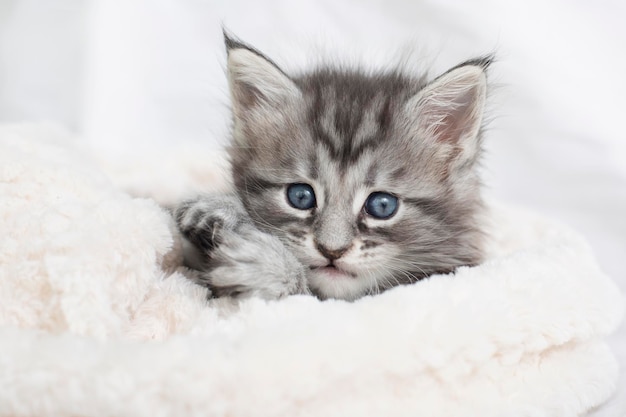 Beautiful fluffy gray Maine Coon kittens in a blanket on a light background Cute pets