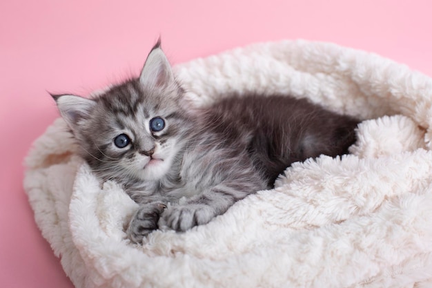 Bellissimi gattini maine coon grigi e soffici su una coperta su sfondo rosa animali domestici carini