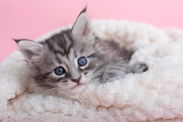 Bellissimi gattini maine coon grigi e soffici su una coperta su sfondo rosa animali domestici carini